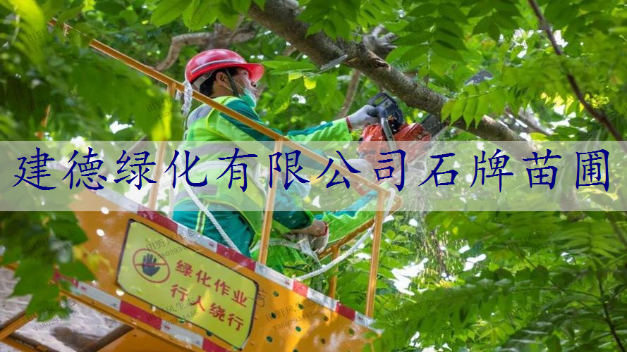 建德绿化有限公司石牌苗圃
