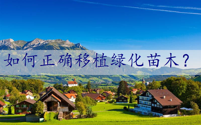 如何正确移植绿化苗木？