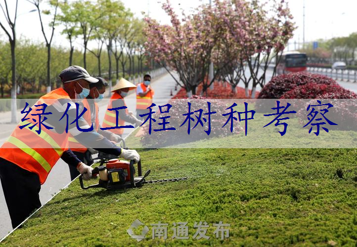绿化工程树种考察