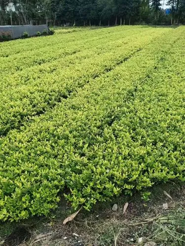 绿化工程工作例会新闻