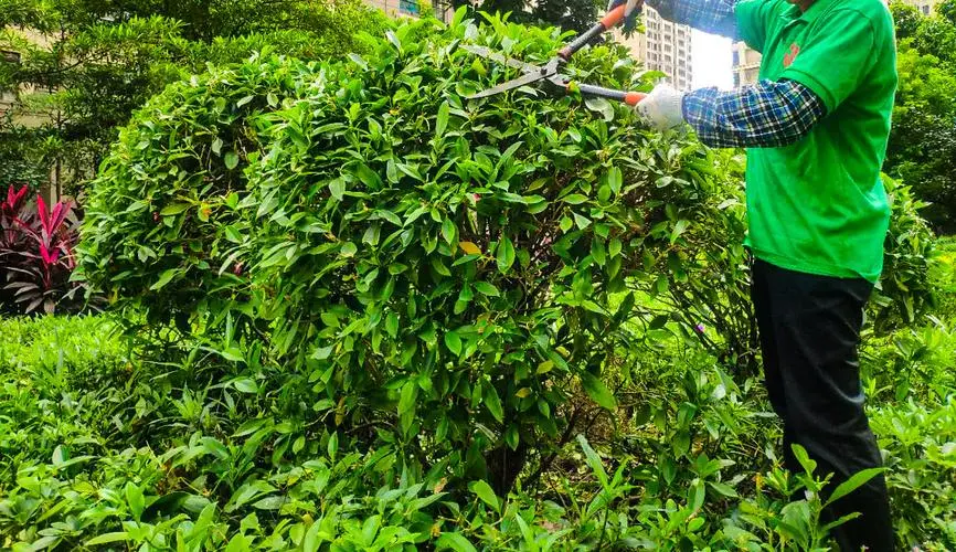 缺乏绿化管理经验，园林维护难题待解
