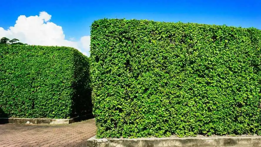 草坪绿化工程团队名称